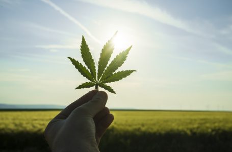 La Hollande autorise la culture du cannabis