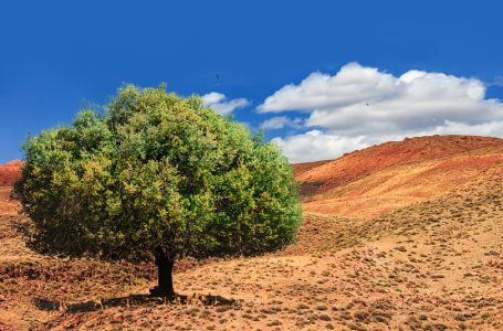 شجرة الأركان : ميراث طبيعي وثقافي مغربي
